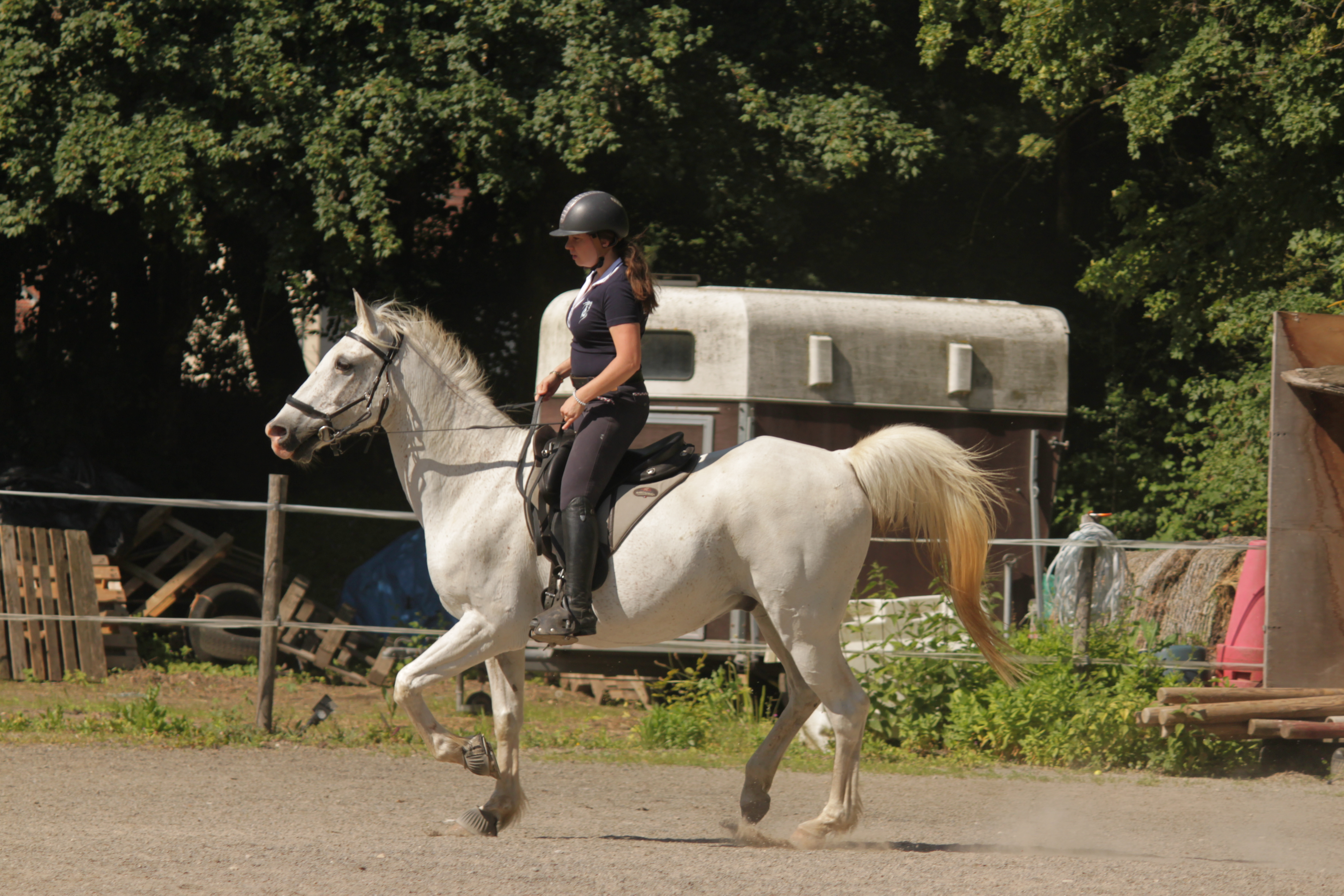 Travail du cheval